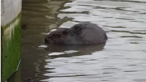 James Broughton Beaver on Fal