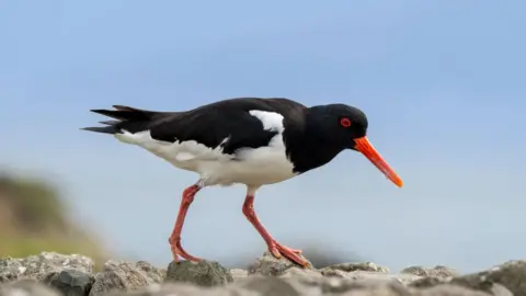 Getty Images Oystercatcher