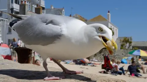 BBC Seagull with food