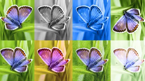 Google DeepMind Photorealistic AI-generated pictures of butterflies in different colours