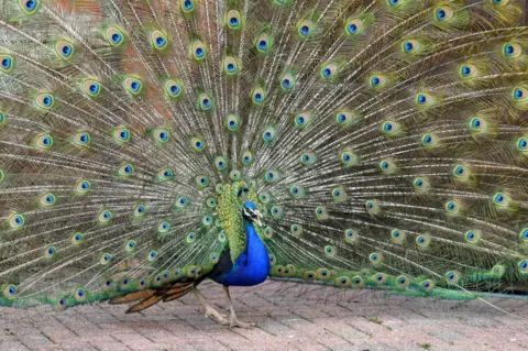 Phillippa Waite A Peacock