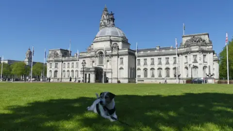 Tracy Dunford Dog lying under a tree