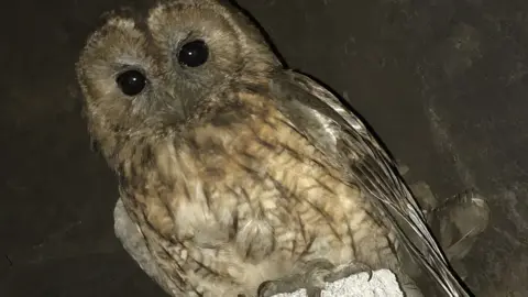 RSPCA Tawny owl