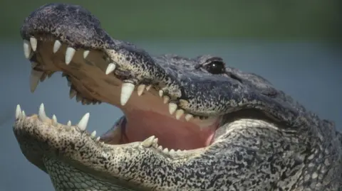 On camera, 85-year-old Florida woman killed by alligator while trying to  protect her dog