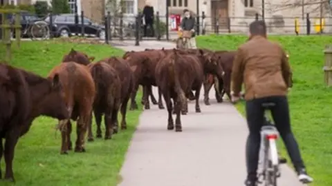 Angelika von Heimendhal Cows on Midsummer Common