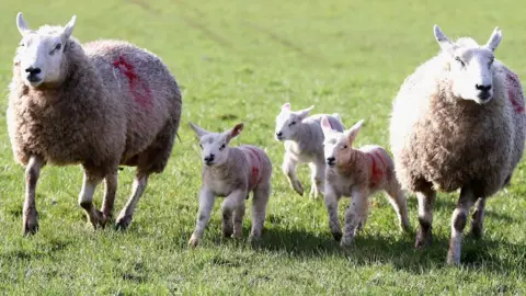 Getty Images Sheep