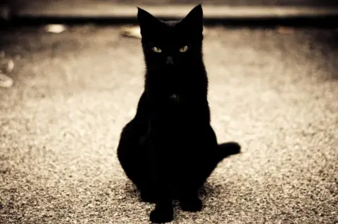 Getty Images Black cat