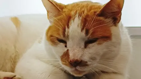 Antonio Lopez A close up photo of Frodo, the cat