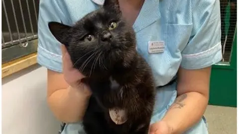 RSPCA Milton Keynes and North Buckinghamshire Stig the cat