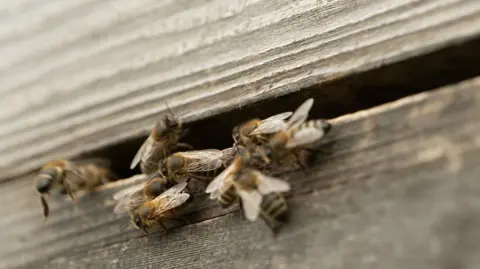 BBC Bees on a hive