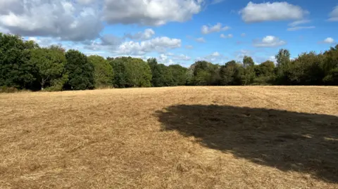 A large field is pictured, with very dry and gold-coloured grass. The shadow of a large tree is pictured, with multiple trees lining the field's edges also in view.