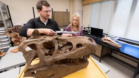 Riley Brandt/University of Calgary The image shows two scientists, PhD student Jared Voris and Prof Darla Zelenitsky from the University of Calgary, examining the fossilised skull of a tyrannosaur. The large, brown dinosaur skull is on a table in the foreground. There are other dinosaur bones on shelves and surfaces around the room.