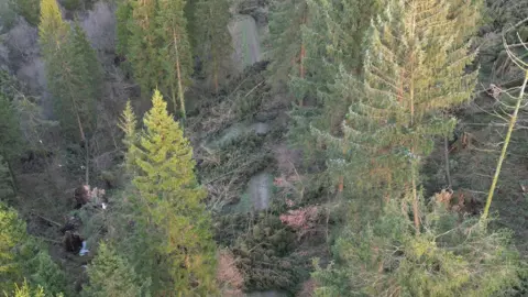 National Resources Wales An aerial picture of one of National Resources Wales' forest where most of the tress have fallen down blocking a path. It clearly shows the damage of the storm. 