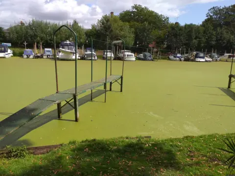 Dave Bootell Weed on the river