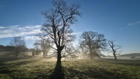 Ian Turkentine A view of fields on a country estate. The sun can be seen shining through large trees. The sky is blue with a few clouds.
