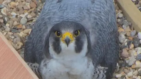 A close up of a peregrine falcon sat in his nest and looking directly at the camera