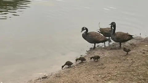 Geese covered in oil