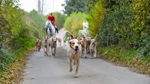 A hunt takes place in the countryside on a spring day. A huntsman is riding a horse and there are dogs in front.