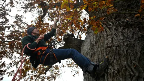 Getty Images A man in a harness is pictured clambering up the trunk of an enormous oak tree, gripping a rope in both hands. Its leaves are yellow and orange. 