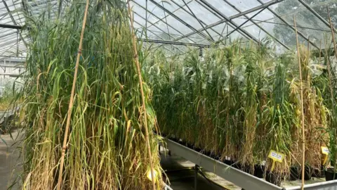 Owen Sennitt/BBC Rows of tall wheat plants growing in a large glasshouse.