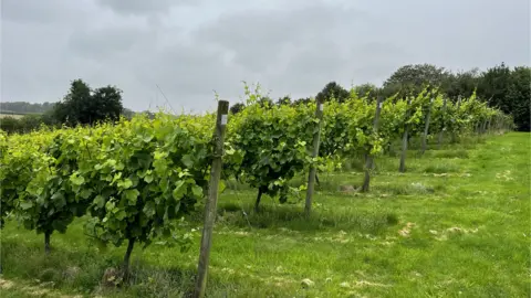 Jon Ironmonger/BBC Vineyard