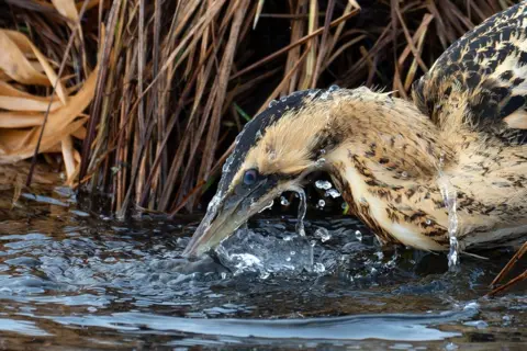 Julia Mendla/Bird Photographer of the Year Eurasian Bittern fishing on Lake Federsee, Bad Buchau, Germany