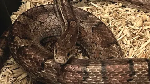 Linjoy Wildlife Sanctuary and Rescue - Midland Corn snake