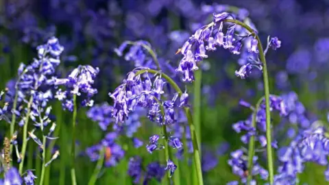 Bluebells