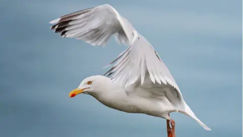 Getty Images seagull
