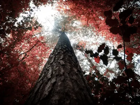 Arthur Begley A picture of a tree, looking up at it as it goes into the sky.