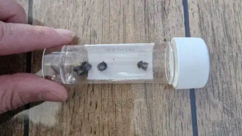 Supplied Four metal pellets in a plastic tube with a white plastic lid. A person is holding it, and it is above a wooden surface. A plastic label is on the other side of the tube.