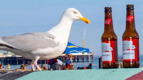 seagull with a beer bottle