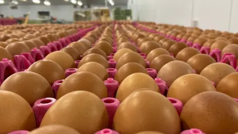 Shows dozens of eggs lined up