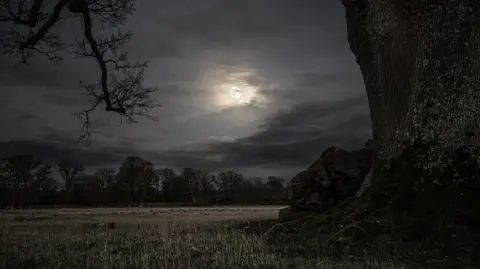 Giles Embleton-Smith The rising moon in the night sky. The moon is framed by the arch of a tree branch. There are clouds. It is almost black and white. The lichen can be seen on the big tree. 