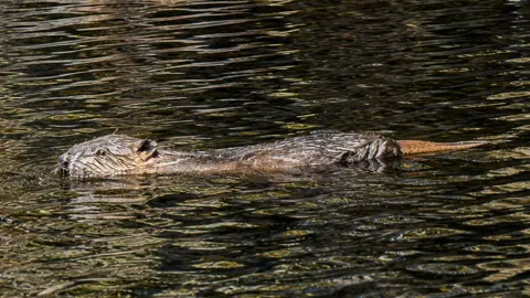 Trees for Life The kit is partially submerged in water as it swims in a loch. The beaver is brown in colour with a black nose and black eyes. There are ripples on the water's surface.