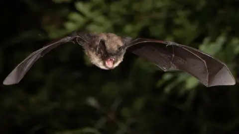 Chris Demant A Whiskered Bat flying ing the dark.