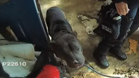 A blurred photo of a brown dog on a lead inside an unkempt house