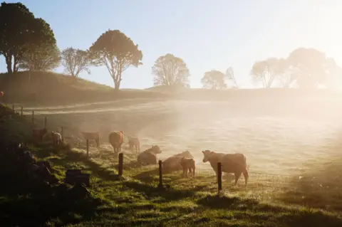 Getty Images Cattle in a field fringed by deciduous trees in mist and sunshine near Stirling. 
