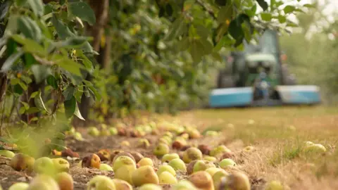Dozens of mostly pale green apples are seen on the ground under a row of trees. In the distance, but not in focus, a tractor is approaching