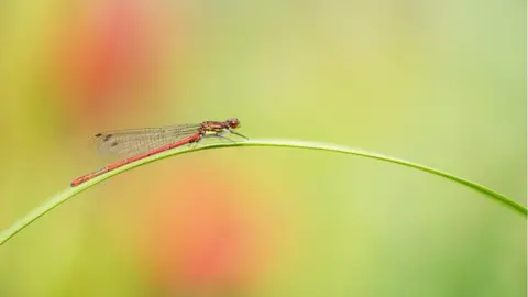 A long, thin red dragonfly perched on a horizontally curved blade of grass. It's body is red with a bit of yellow and its wings translucent with a black grid pattern. The background is out of focus and green with two large circles of red. 