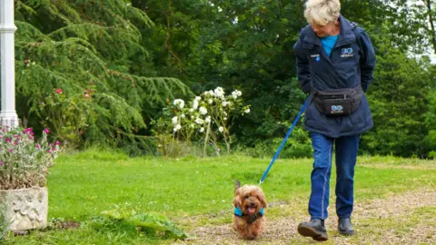Battersea Ann Palmer, walking Jack, a brown Yorkshire Terrier, on a blue lead, wearing blue trousers, a blue Battersea coat and light blue shirt 