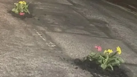 Flowers at two potholes on a road. One is at the top left of the photo and the other is bottom right.