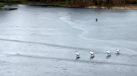 Lorna Donaldson Four swans walk across the surface of a frozen lake, with a single bird standing further out near the centre, surrounded by muted winter tones.