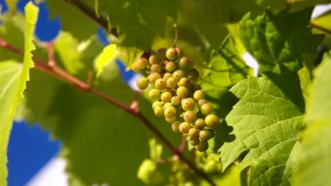 Llanerch Vineyard Grapes on a vine