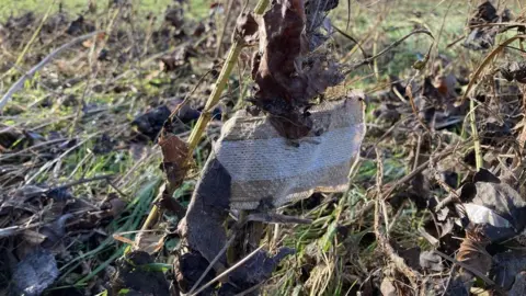 A sanitary towel stuck in a branch next to the River Avon