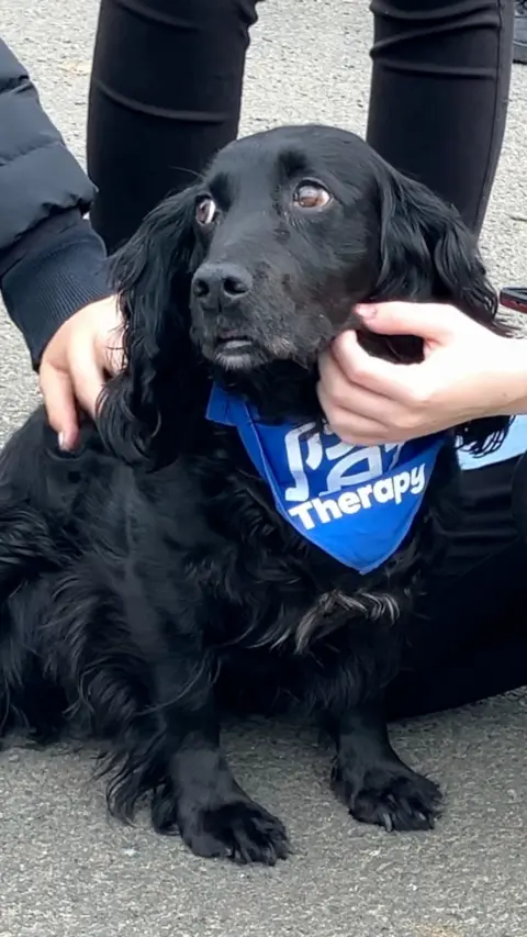 A black, long-haired spaniel sitting on a pavement wearing a bright blue “Therapy” vest, looking up with wide eyes while two people gently hold and pet its head.