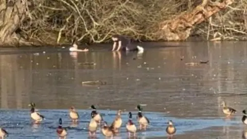 A man is in the water of an icy lake and is holding out his arm to the other who is on all fours on top of the frozen surface. In the foreground are ducks standing on the ice. There are trees on the water's edge in the background.