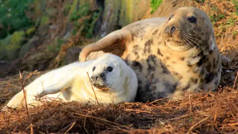 Abertay University Seal