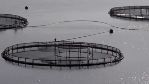 Is there a problem with salmon farming?