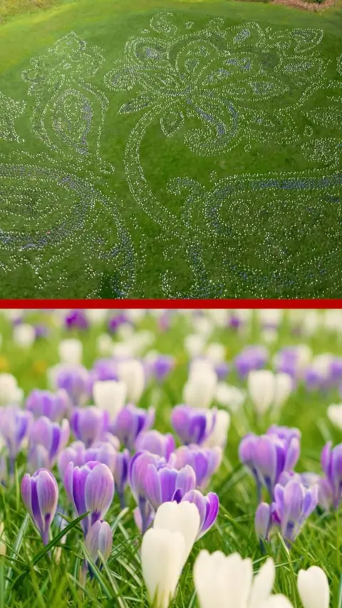 Aerial view of crocuses in bloom in a paisley pattern and, below, a close up of purple and whitel crocuses in bloom